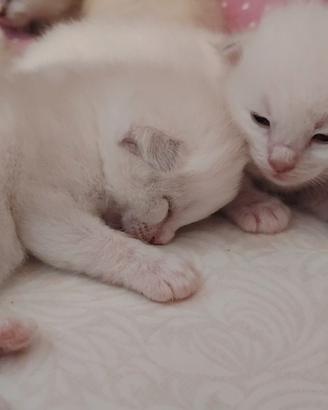 Ragdoll con pedigree