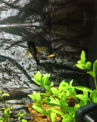 Black molly