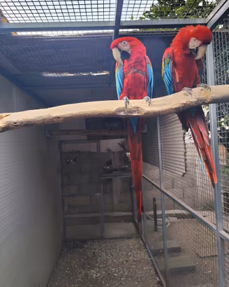 Animali