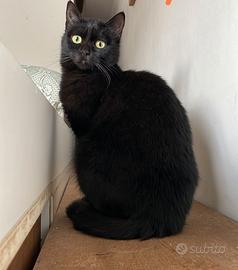 Gattina nera