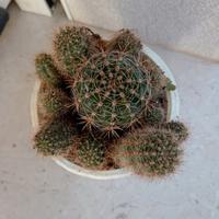 Cactus Echinopsis