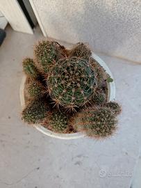 Cactus Echinopsis