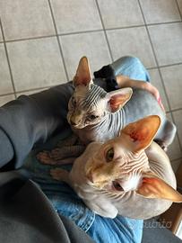Coppia di gatti sphynx