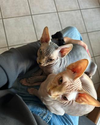 Coppia di gatti sphynx