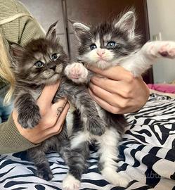 Cuccioli Maine Coon XXL con Pedigree ANFI