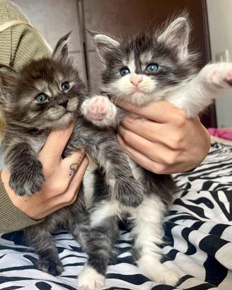 Cuccioli Maine Coon XXL con Pedigree ANFI
