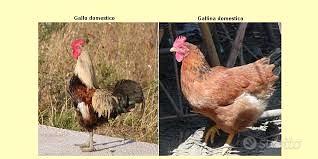 O galline kabir pesanti