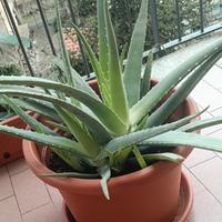 Piantini di Aloe