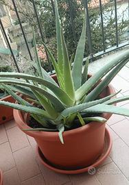 Piantini di Aloe