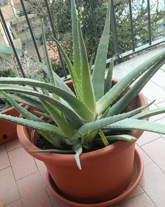 Piantini di Aloe