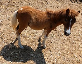 pony maschio 