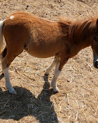 pony maschio 