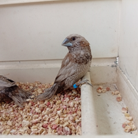 Passeri del Giappone da Selezione Grigio perla e b