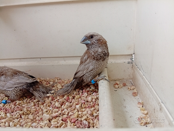 Passeri del Giappone da Selezione Grigio perla e b