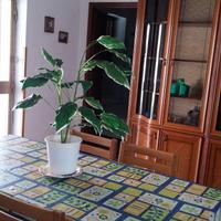 Appartamento piano terra con posto auto riservato