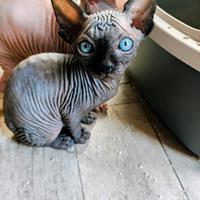 Sphynx