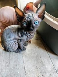 Sphynx
