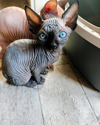 Sphynx