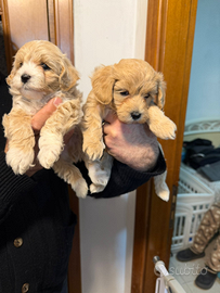 Maltipoo Mini Toy maschietti