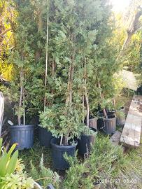 Piante Leylandii