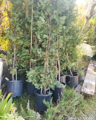 Piante Leylandii