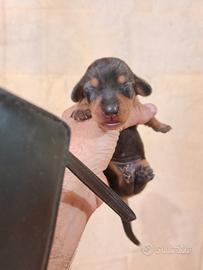 Cuccioli di bassotto tedesco nano