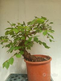 Bonsai