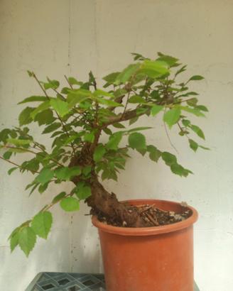 Bonsai