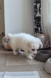 Maltese cucciola