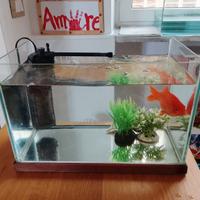 vasca per pesci
