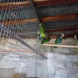 Disponibili