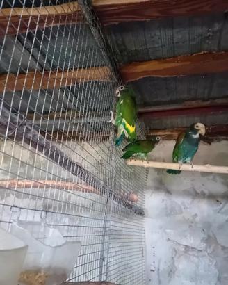 Disponibili