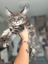 Cucciole Maine coon