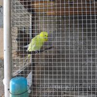 Cocorite maschi