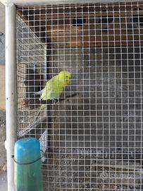 Cocorite maschi