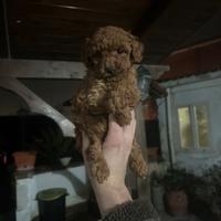 Barboncini mini toy
