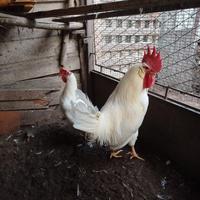 Coppia gallo e gallina razza livornese