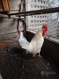 Coppia gallo e gallina razza livornese
