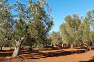 Terreno agricolo con possibili altri utilizzi