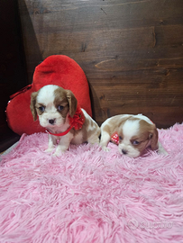 Ultime cavalier king