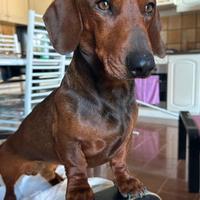 Monta stallone bassotto