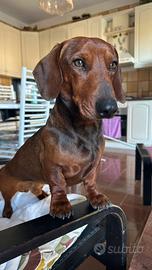 Monta stallone bassotto