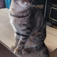Gatto tigrato 7 mesi