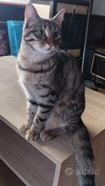 Gatto tigrato 7 mesi