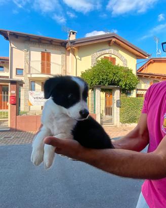 Cuccioli di Border Collie