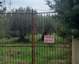 Terreno agricolo in Pietraperzia c.da Bivio-Luogo