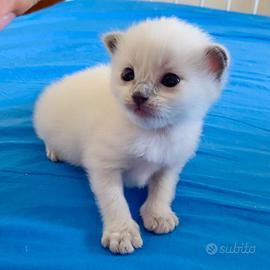 Gattino Ragdoll