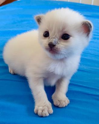 Gattino Ragdoll