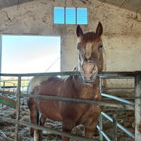 Cavallo in mezza fida