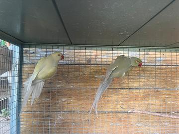 Parrocchetti coppia
